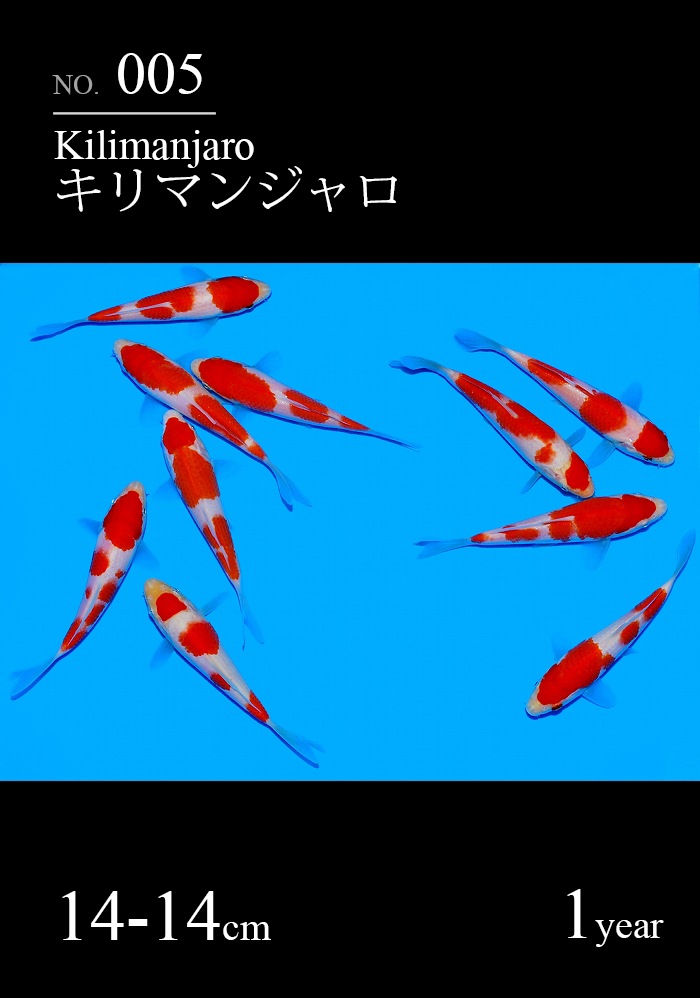 キリマンジャロ