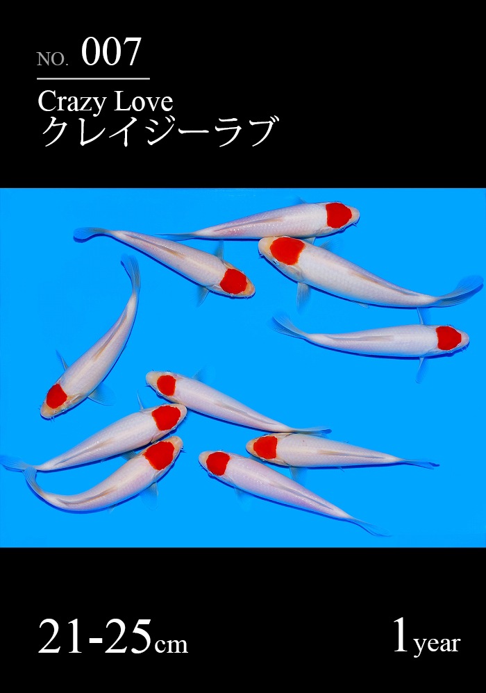 クレイジーラブ