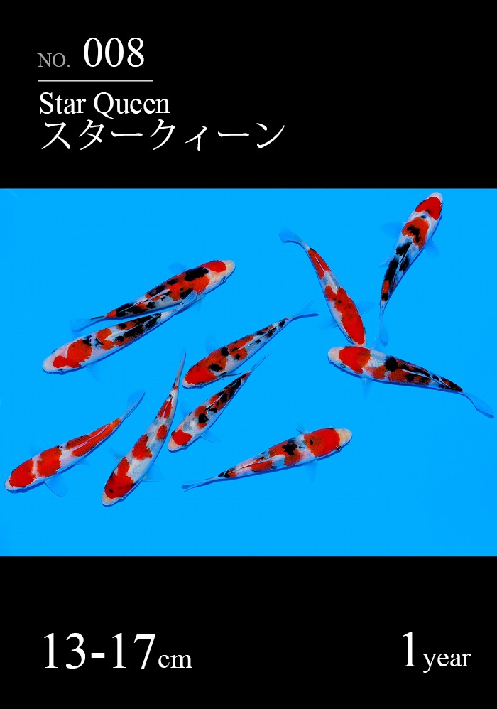 スタークィーン