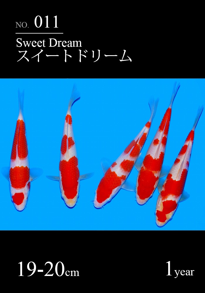 スイートドリーム