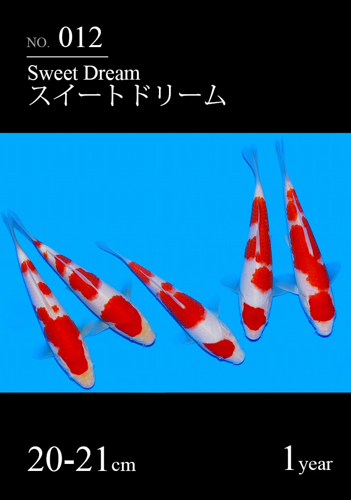 スイートドリーム