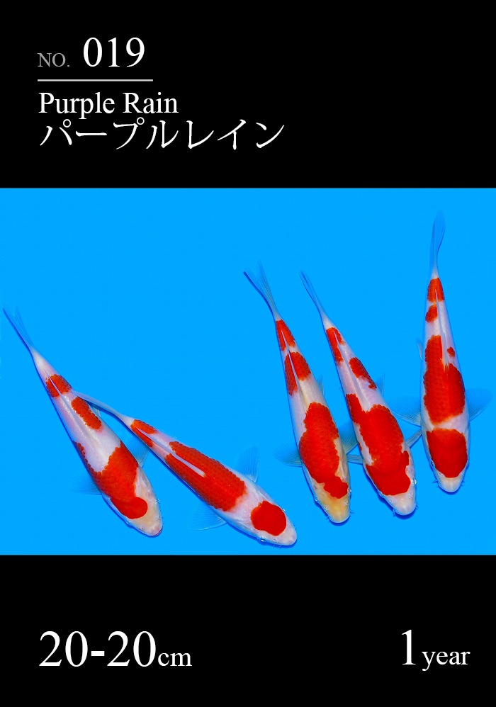 パープルレイン