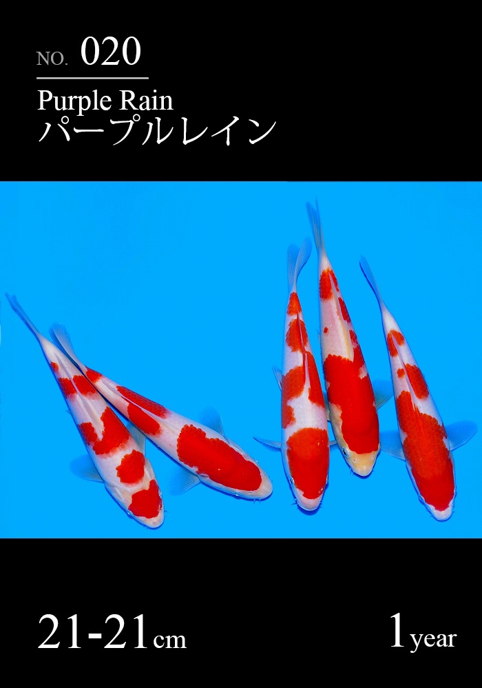 パープルレイン