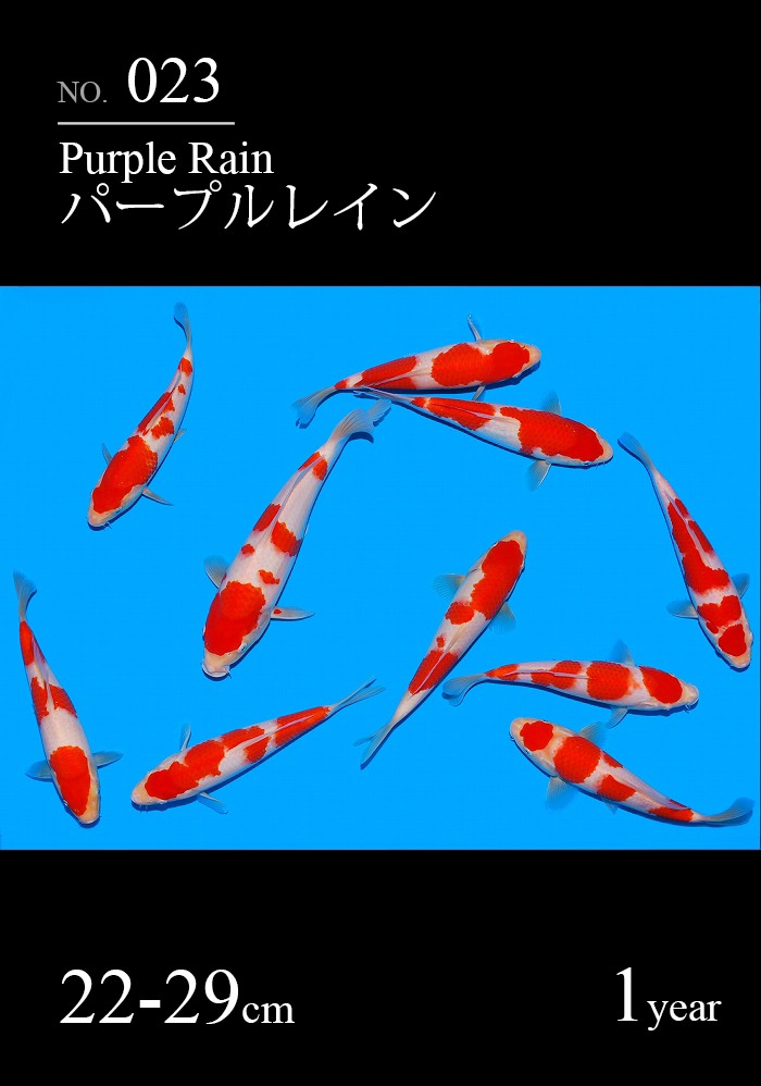 パープルレイン