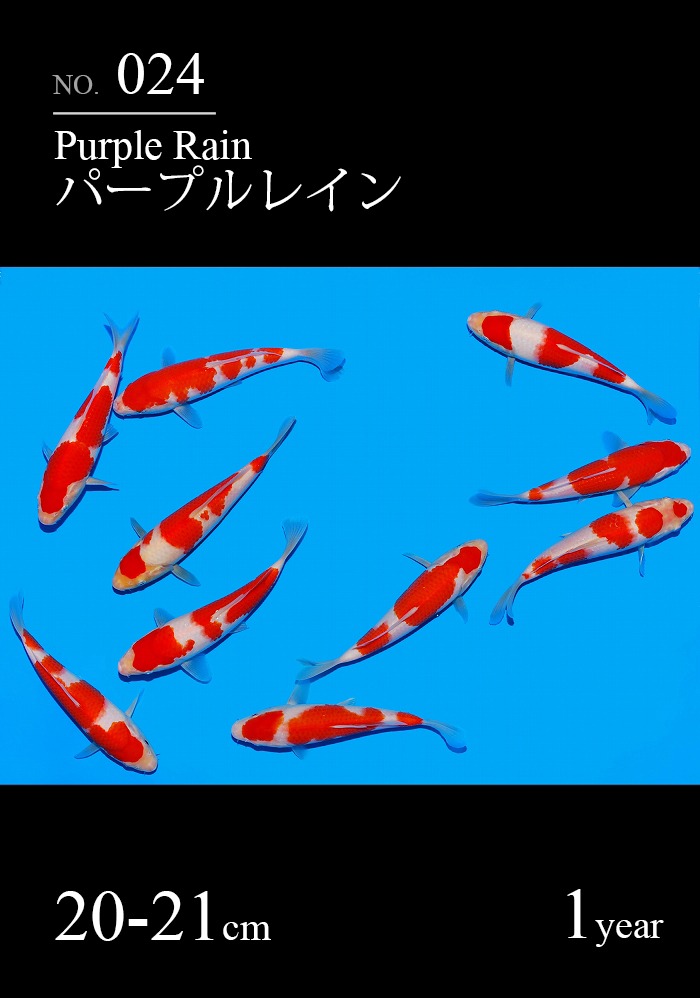 パープルレイン