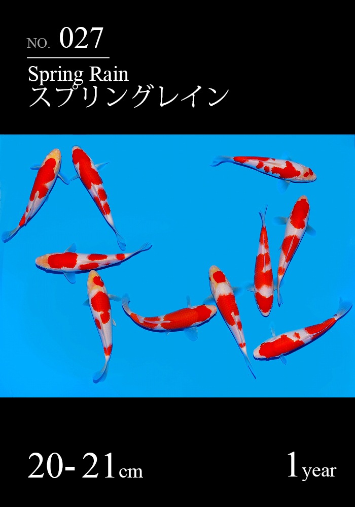 スプリングレイン