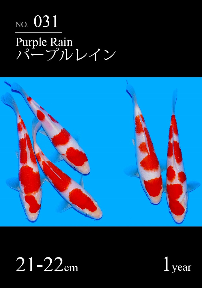 パープルレイン