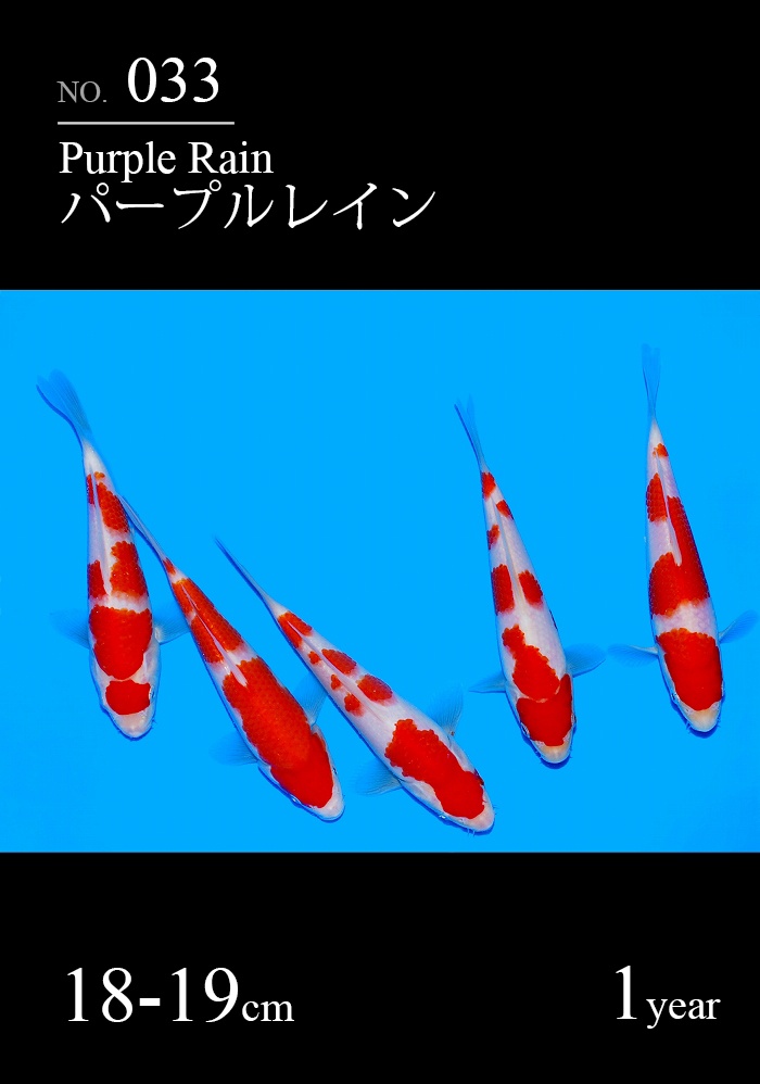 パープルレイン