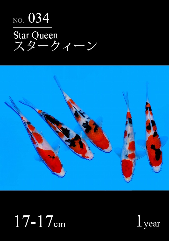 スタークィーン