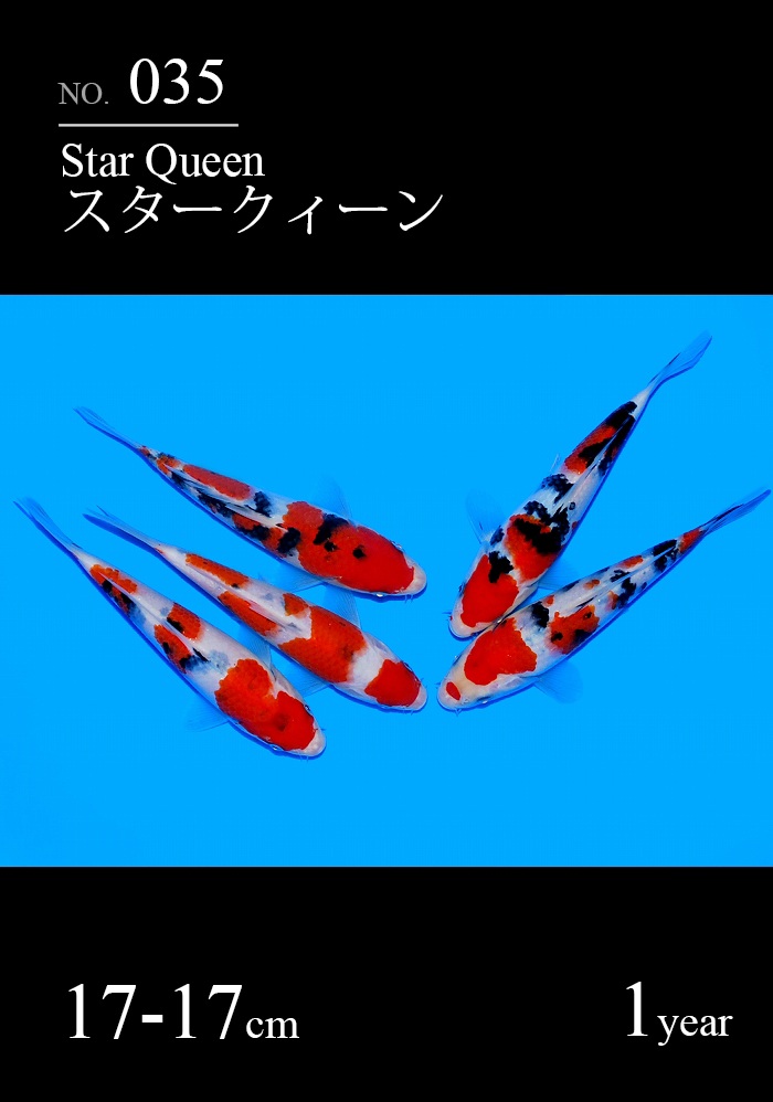 スタークィーン