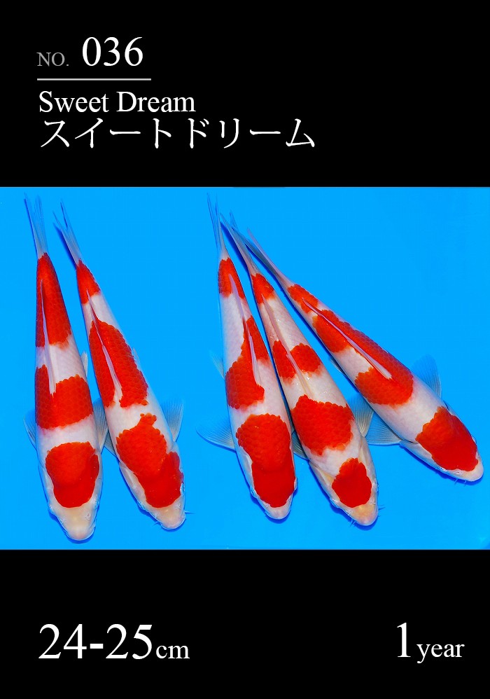 スイートドリーム