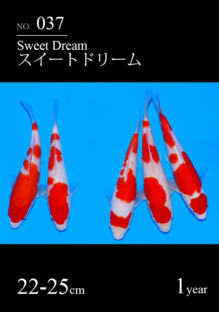 スイートドリーム