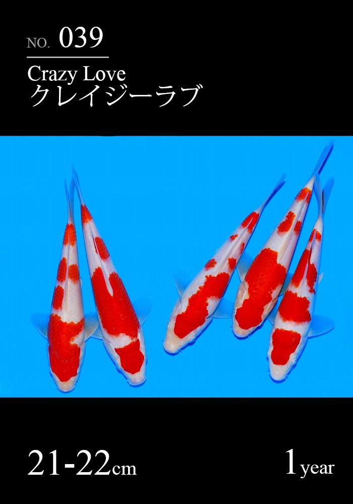 クレイジーラブ