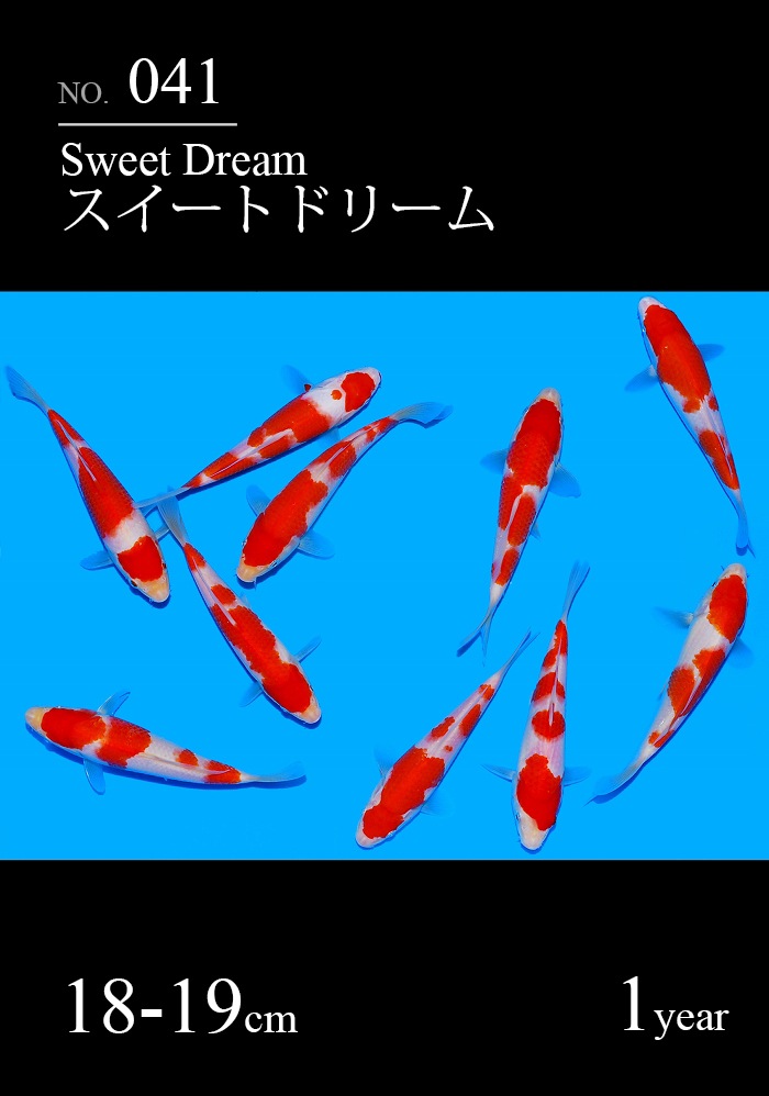 スイートドリーム