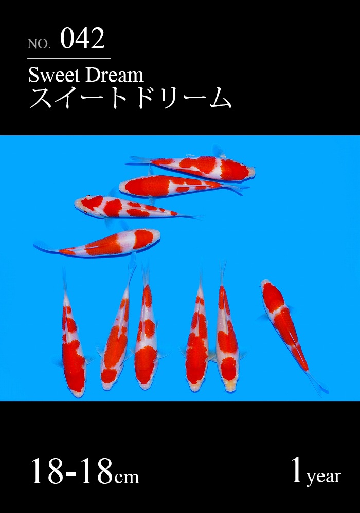 スイートドリーム