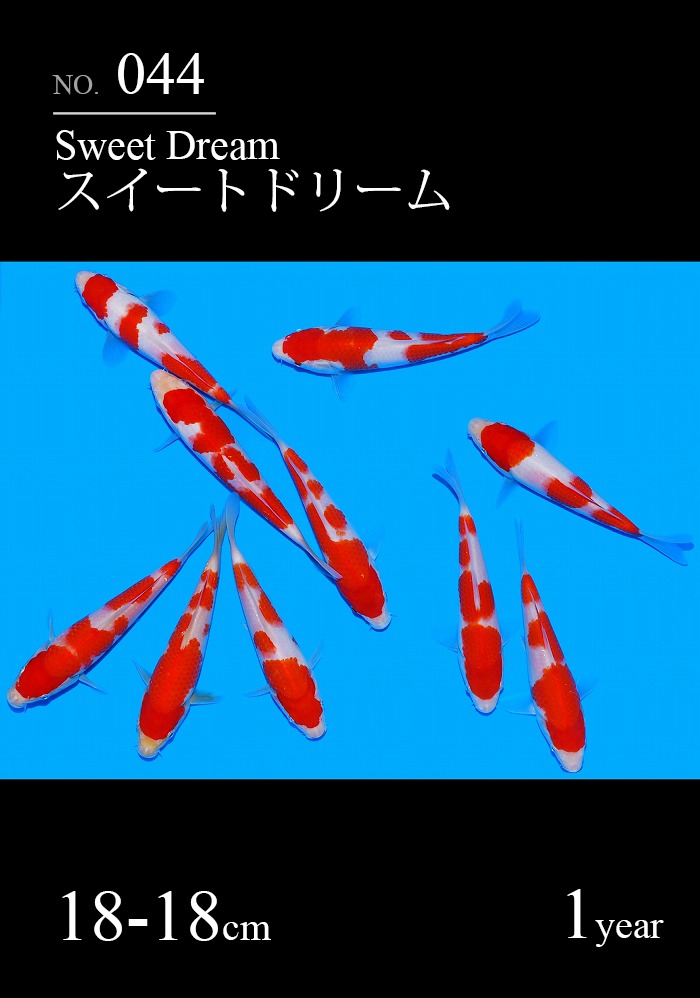 スイートドリーム