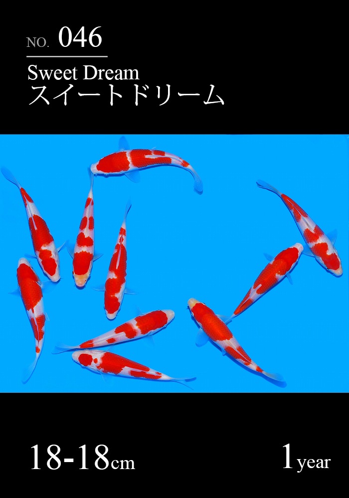 スイートドリーム