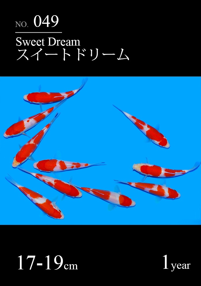 スイートドリーム