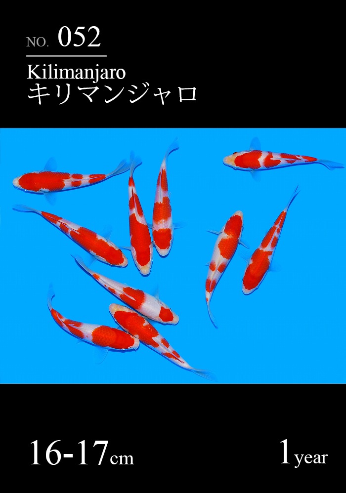 キリマンジャロ