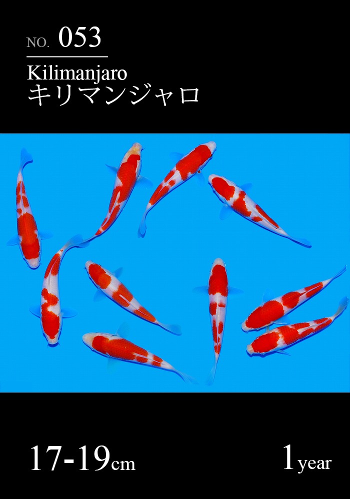 キリマンジャロ