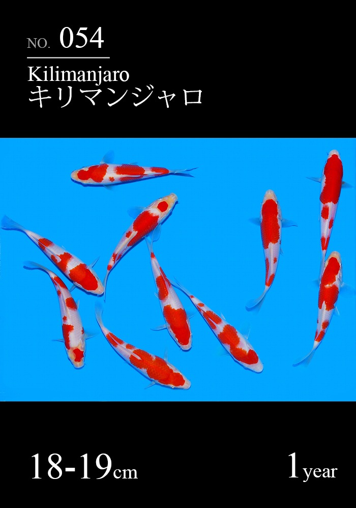 キリマンジャロ