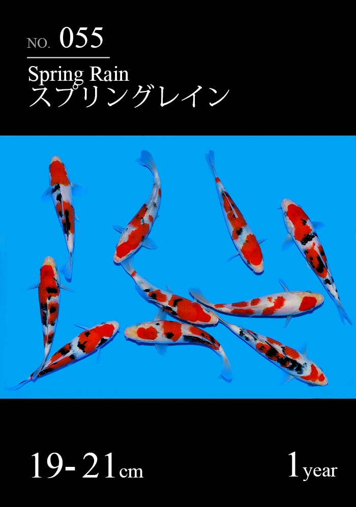 スプリングレイン