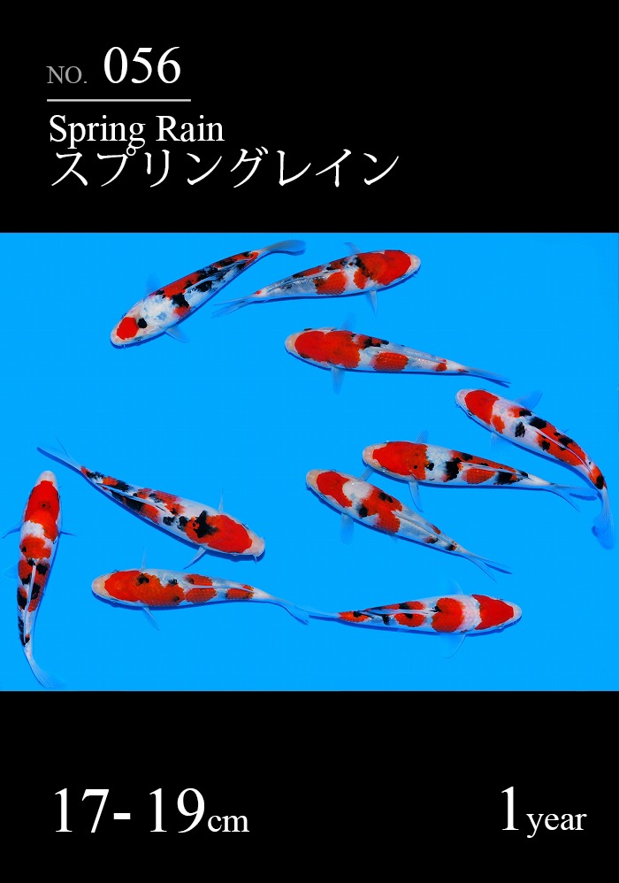 スプリングレイン