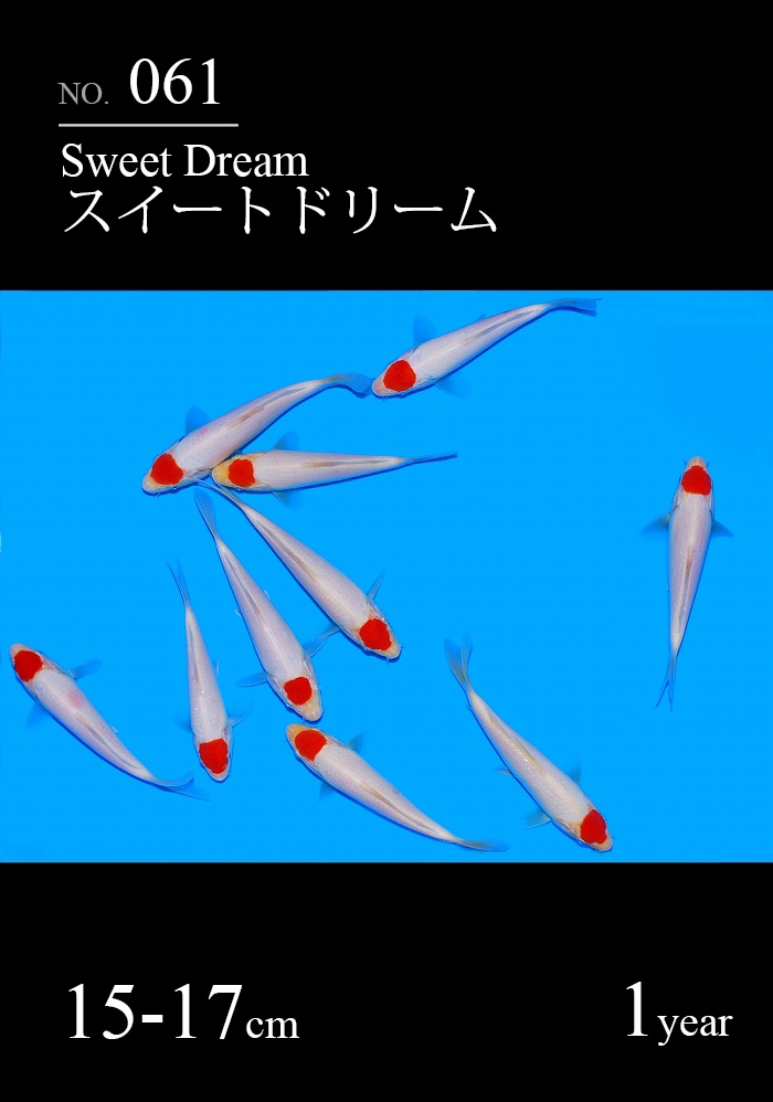 スイートドリーム