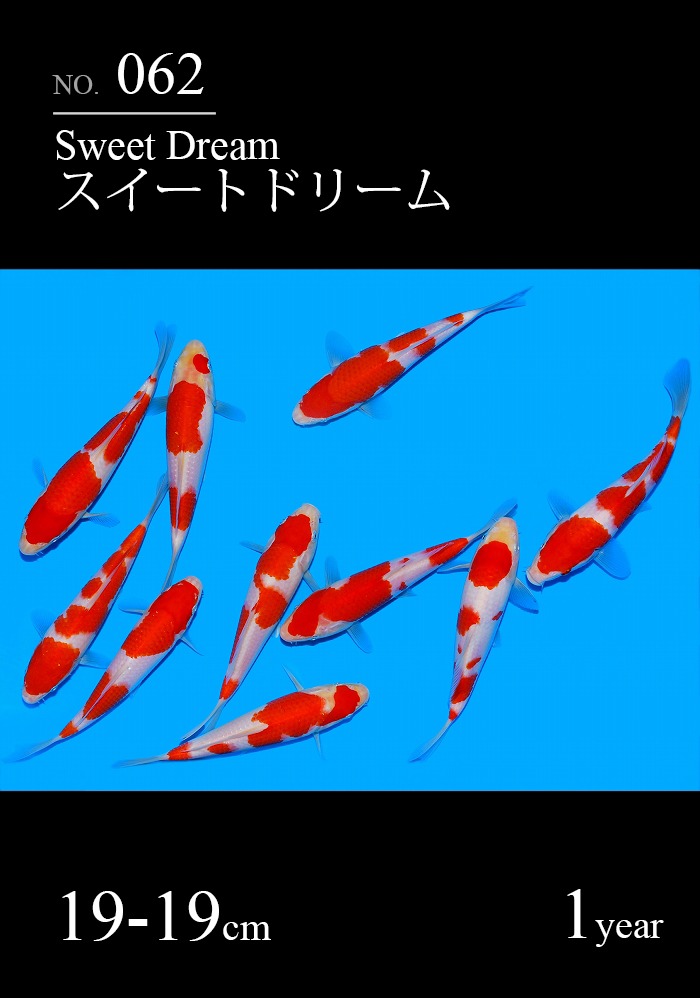 スイートドリーム