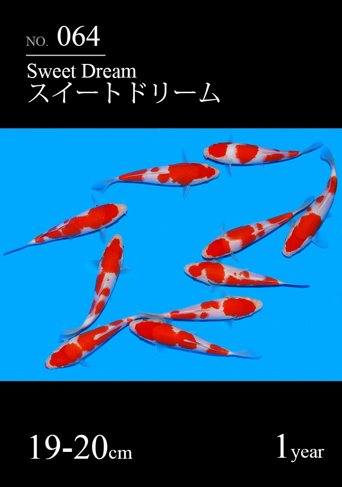 スイートドリーム