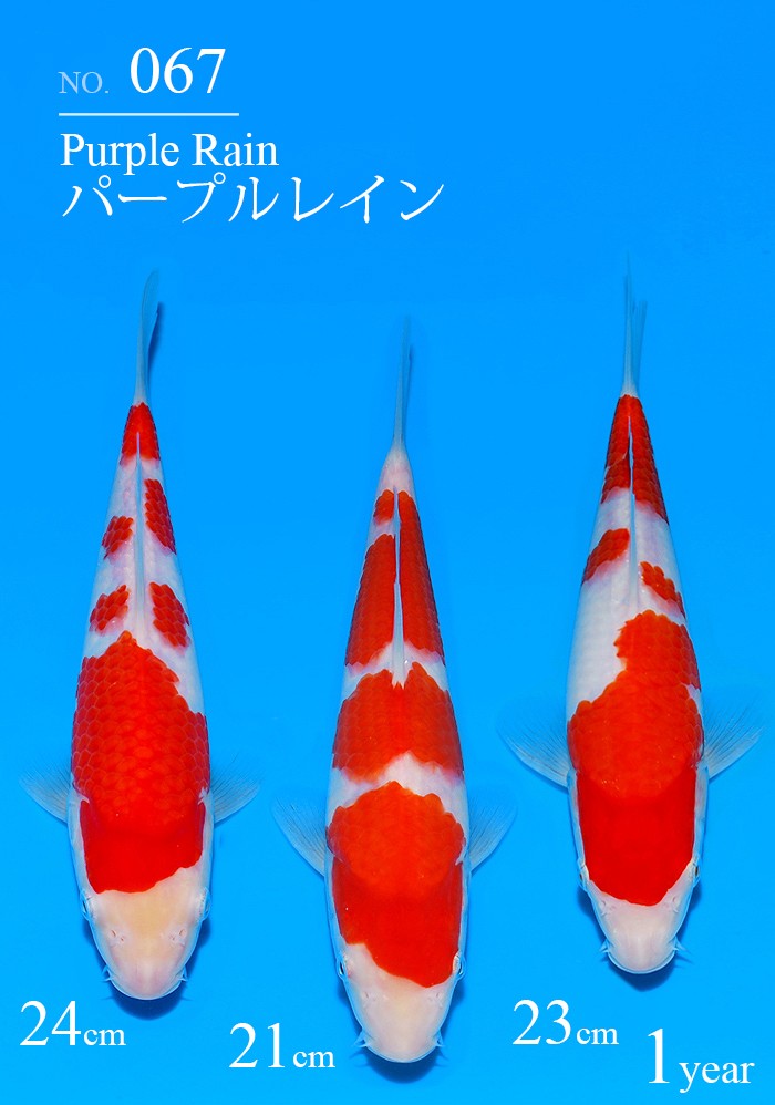 パープルレイン