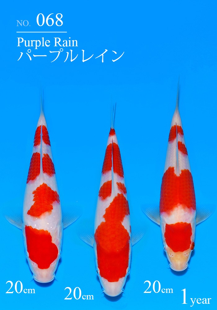 パープルレイン