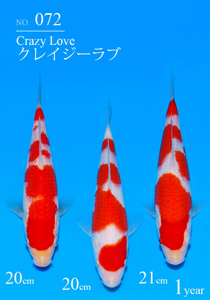 クレイジーラブ