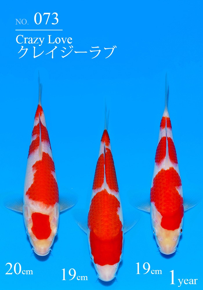 クレイジーラブ