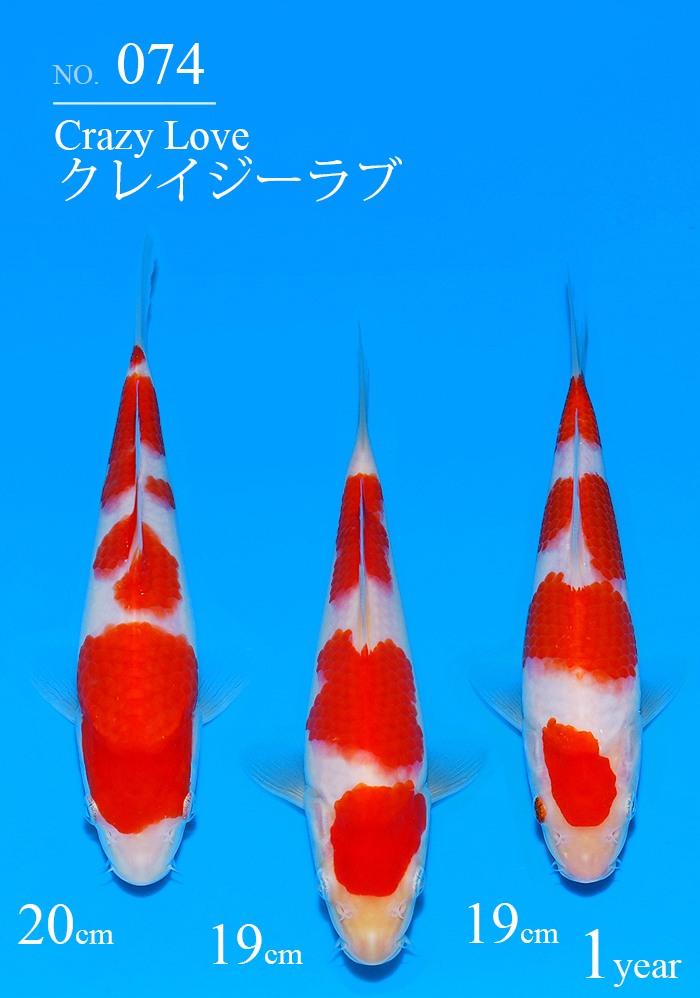 クレイジーラブ