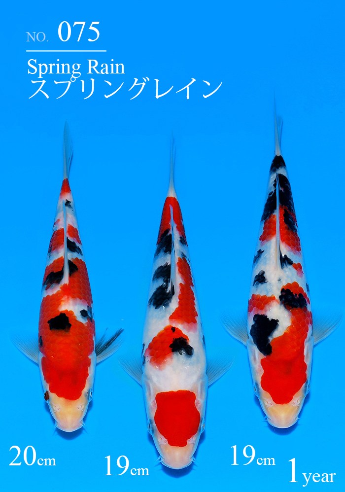 スプリングレイン