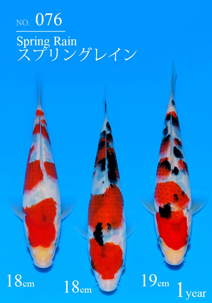 スプリングレイン