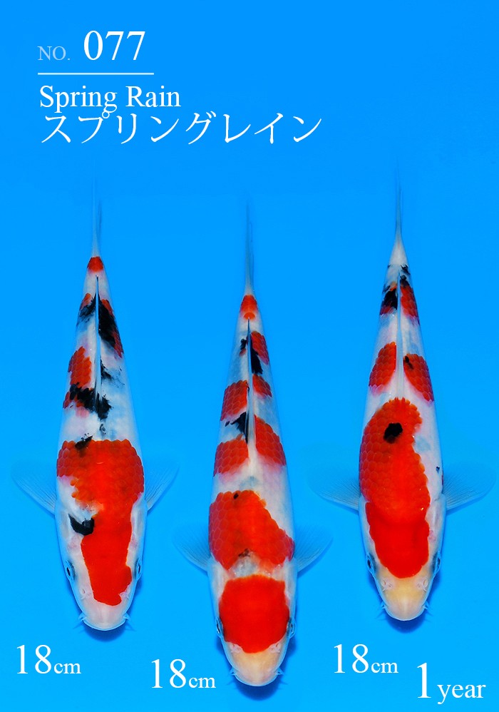 スプリングレイン