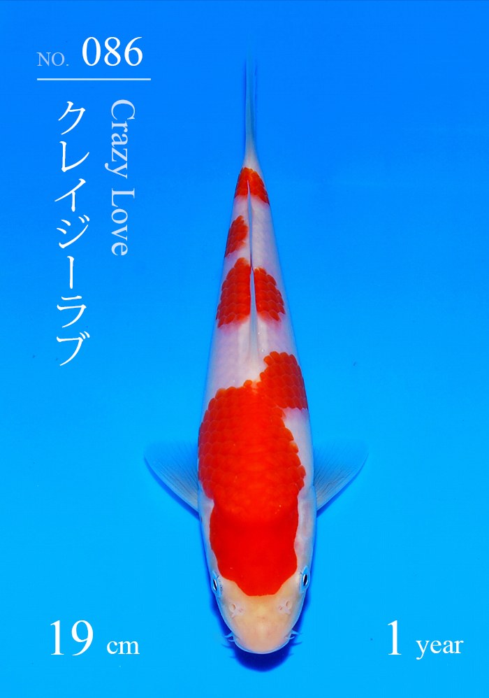 クレイジーラブ