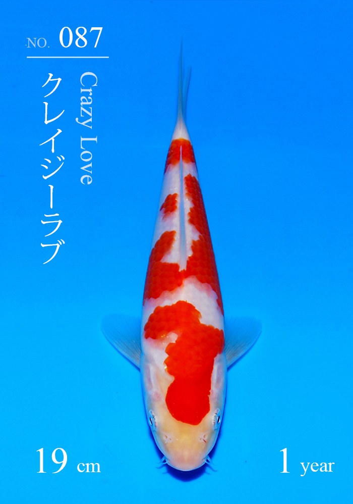 クレイジーラブ