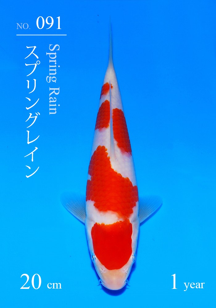 スプリングレイン