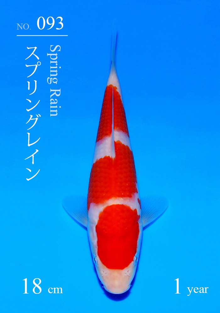 スプリングレイン