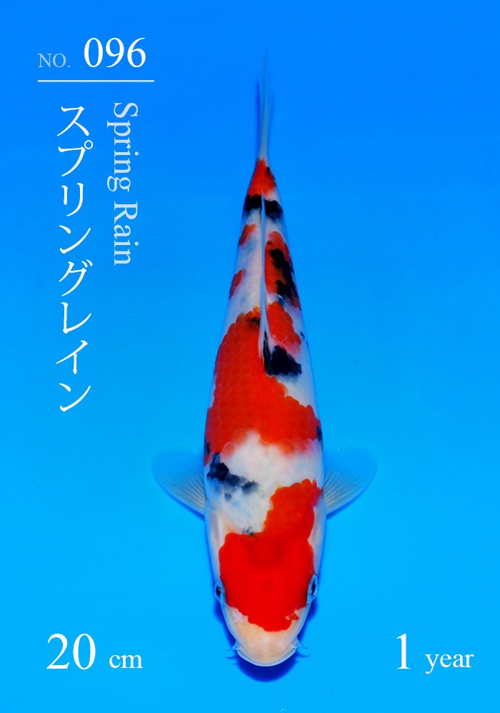 スプリングレイン