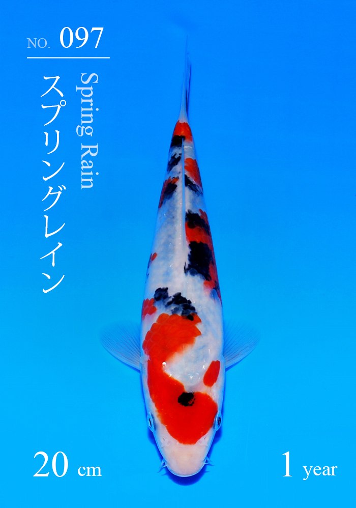 スプリングレイン