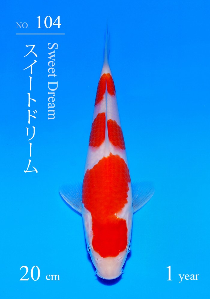 スイートドリーム