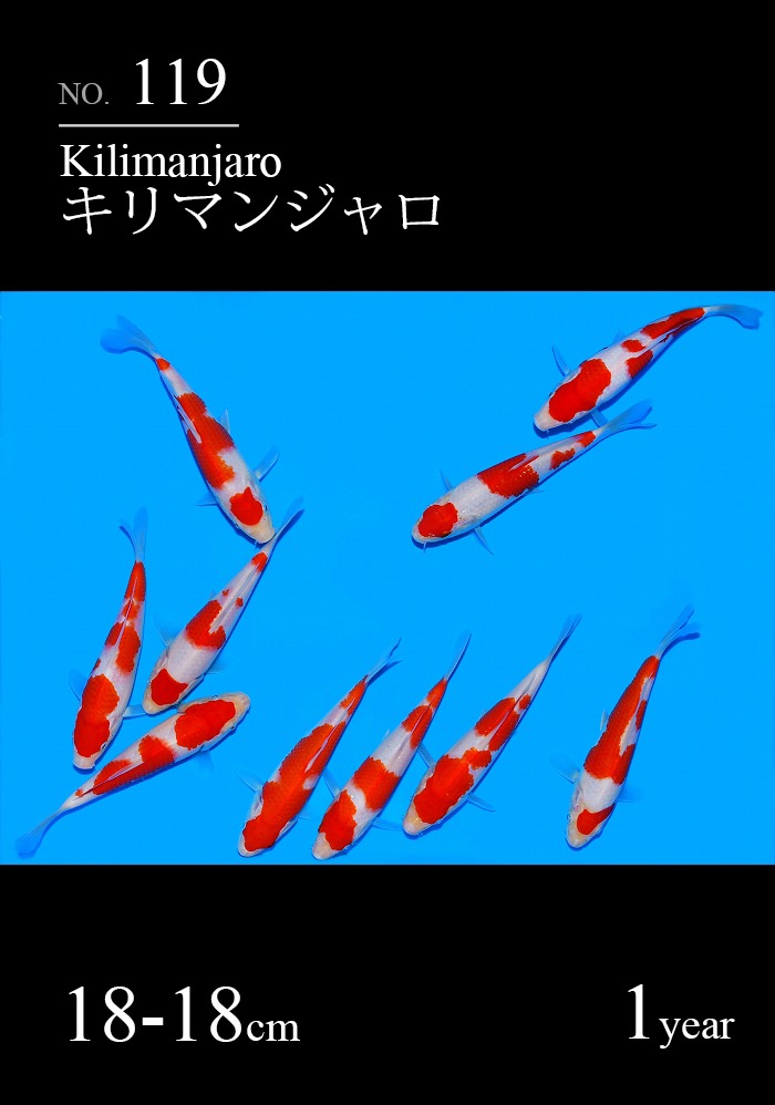 キリマンジャロ