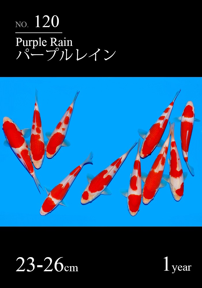 パープルレイン