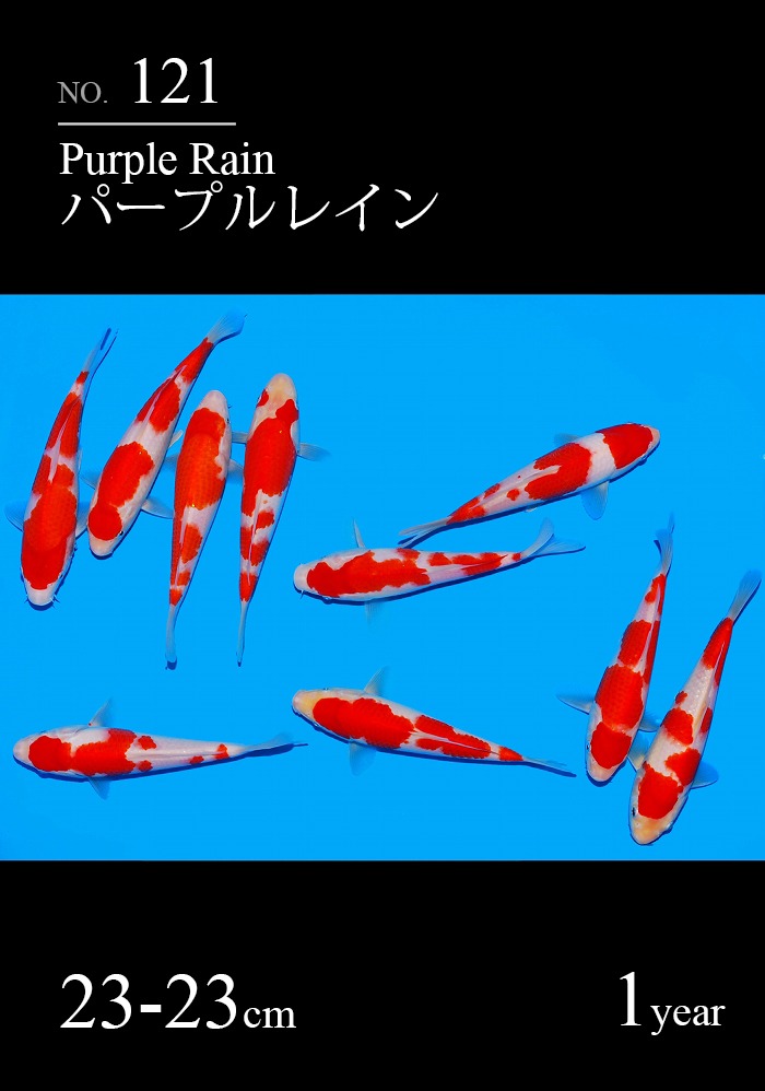 パープルレイン