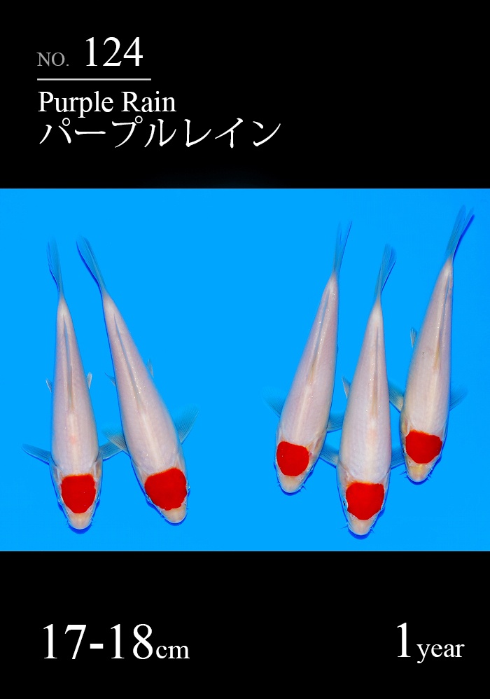 パープルレイン