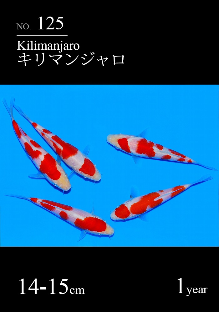 キリマンジャロ